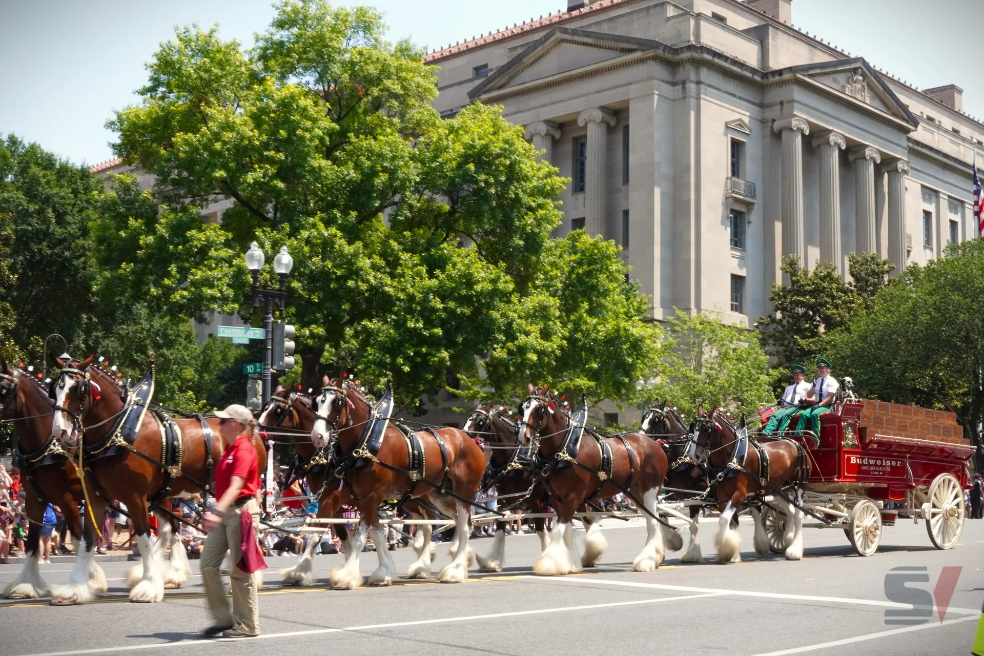 A team of Clydesdale horses pulls a Budweiser wagon during a parade.