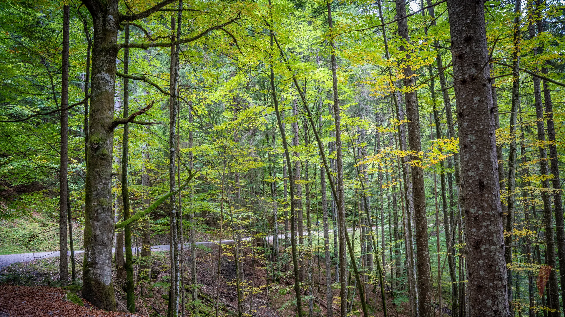 A scenic view of autumn foliage in a Bavarian forest.