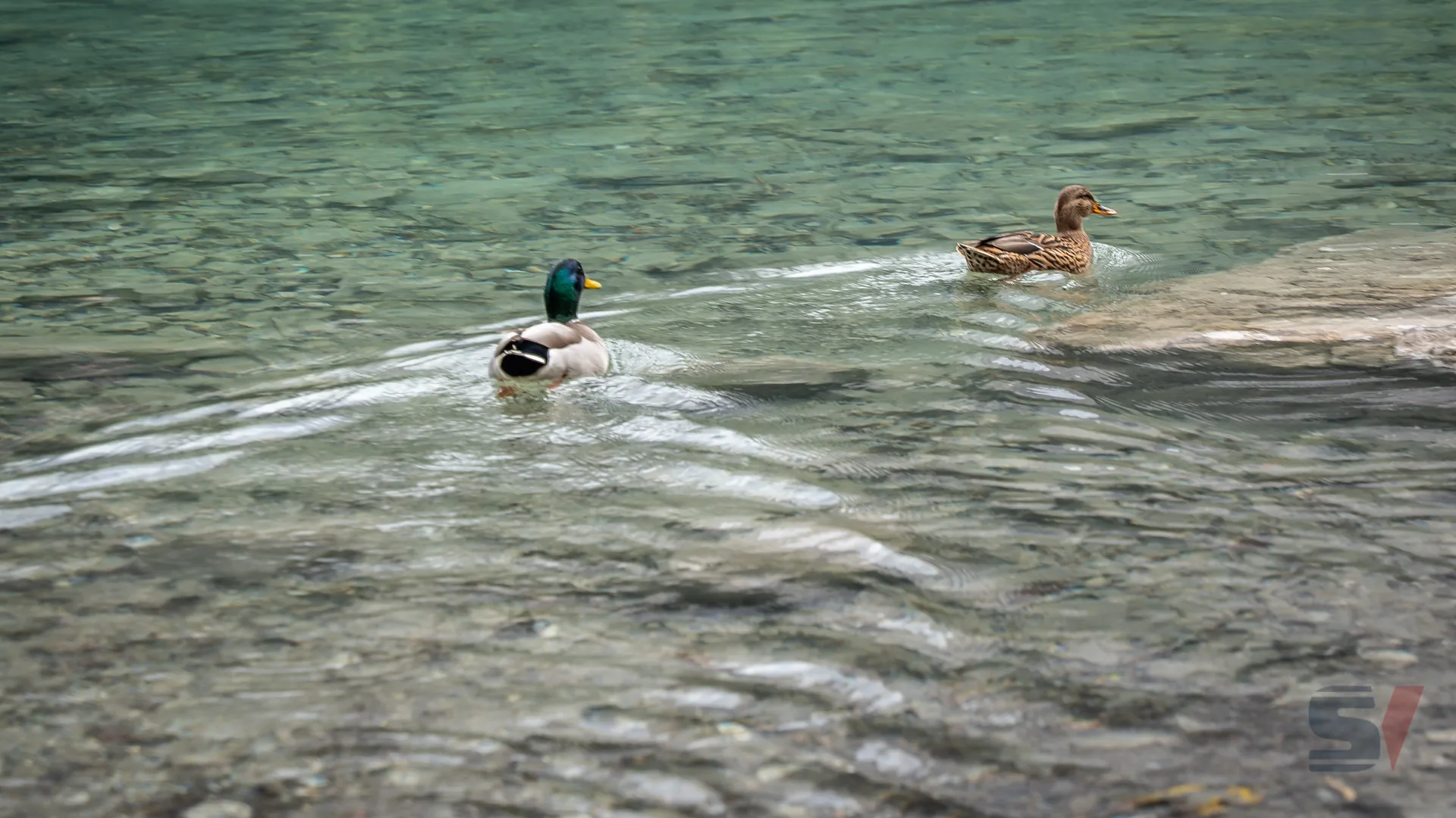 Two ducks swimming in the clear turquoise waters of Eibsee Lake.