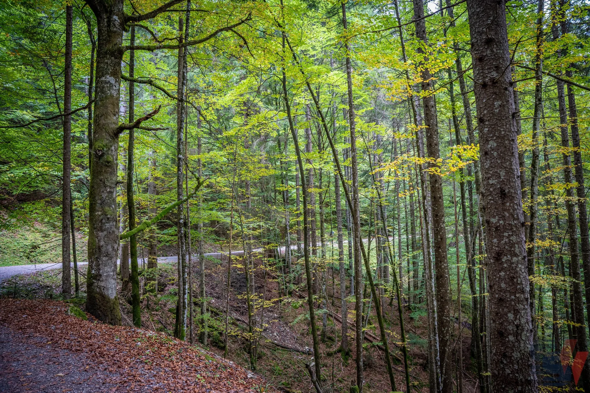 Eine malerische Aussicht auf das herbstliche Laub in einem bayerischen Wald.