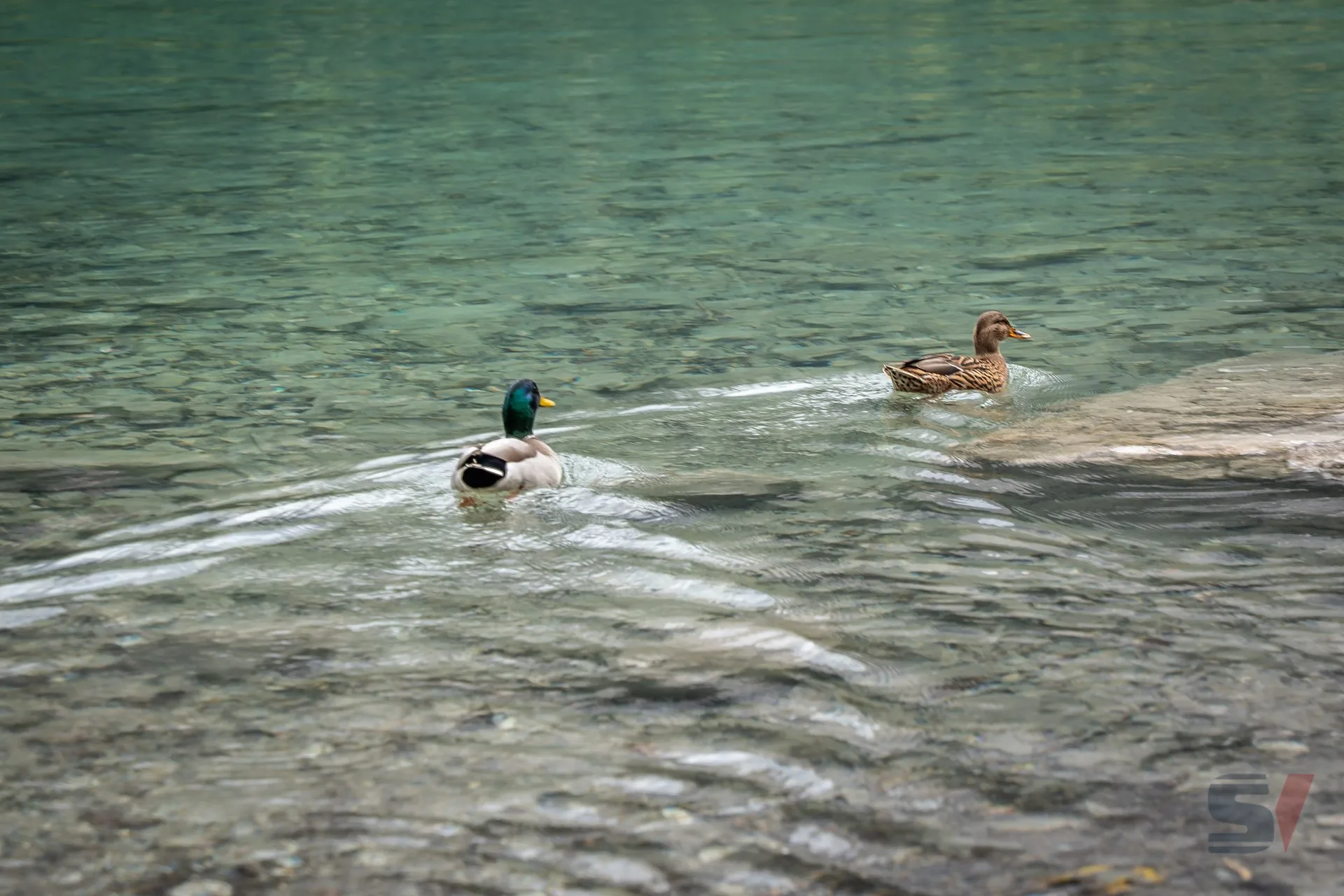 Zwei Enten schwimmen im klaren, türkisen Wasser des Eibsee.